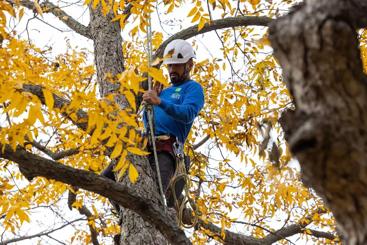 Skilled Tree Trimming crew working in Minerva
